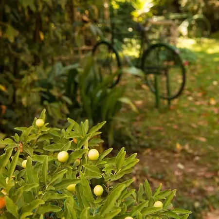 Dimitriadis Fresh Edem *