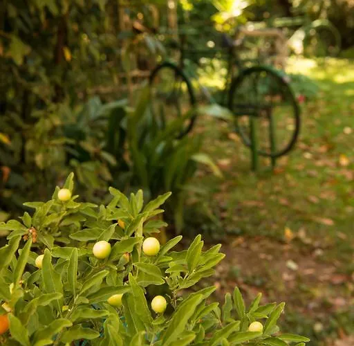 Dimitriadis Fresh Edem *